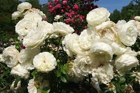 Find over 100+ of the best free flowers images. Roses White Flower Free Photo On Pixabay