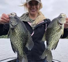 Anglers in minnesota may keep up to 10 crappie, 20 sunfish, 20 yellow perch, 30 rock bass and 30 white perch daily. Everything You Want To Know About The Crappie Spawn Why They Turn Black Ladies Of Angling