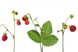 Walderdbeeren Lieben Leichten Schatten Pflanzen Pflanzen Pflege Erdbeeren