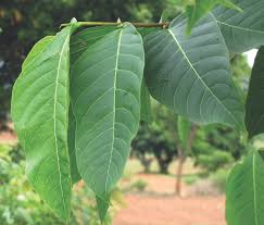 Image result for Holarrhena