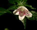 Image result for Dicliptera swynnertonii
