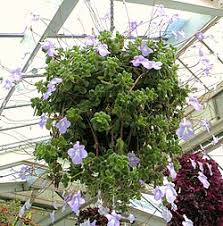 Image result for Streptocarpus hirticapsa