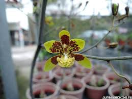 Image result for Graphorkis