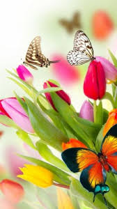 Flowers wallpapers hd sort wallpapers by: Black Butterfly On Pink Flowers Wallpaper 1242x2208 Wallpaper Teahub Io