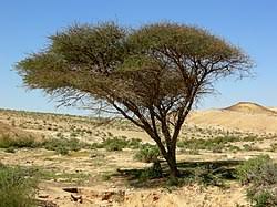 Image result for Acacia pilispina