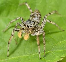 Maevia Inclemens Dimorphic Jumper Usa Spiders In 2020 Spider Jumping Spider Common Spiders