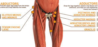 Muscles of the posterior compartment of the leg. Leg Muscle Anatomy Function Facts Openfit