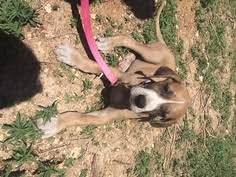 What is a dane dog? Puppyfinder Com Great Dane Puppies Puppies For Sale Near Me In Pueblo Colorado Usa Page 1 Displays 10