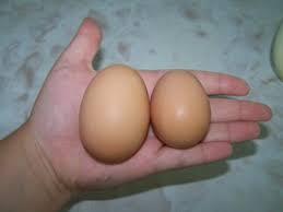 We did not find results for: Chicken Breed Spotlight Rhode Island Reds
