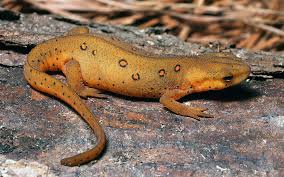 Image result for Thomandersiaceae