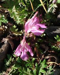 Image result for Sopubia ramosa