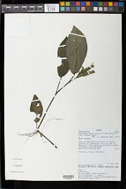 Image result for Anisosepalum alboviolaceum