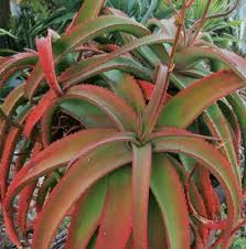 Image result for Adenopodia schlechteri