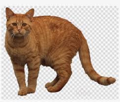 The tabby cat is not a breed, but a coat colour that can be found in both mixed breed and. Orange Tabby Cat Png Clipart European Shorthair Dragon Hoffman Lake Mesh Cap Transparent Png 900x720 Free Download On Nicepng