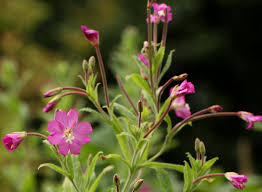 Image result for Monadenium hirsutum