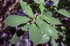 Monterrey oaks are also known as mexican white oaks. Top 5 Reasons To Plant Mexican White Oak Gardener S Path