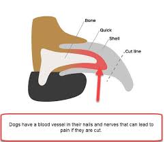 Jan 25, 2020 · never try to cut off the entire excess of your dog's nail at once, it will be painful for your pet. Udwh52 0mj2lwm