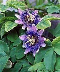 Passion Flower Extract 4 Flavones China Passion Flower Extract Passion Flower Extract Powder Made I Passion Fruit Flower Passion Flower Flowering Vines