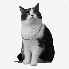 Gato Britanico De Pelo Corto Blanco Y Negro Con Cadena Png British Shorthair Negro Blanco Png Imagen Para Descarga Gratuita Pngtree