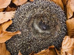 Wie Uberwintern Igel Igel Im Garten So Gestaltet Ihr Euren Garten Igelfreundlich Beim Winterschlaf Rollt Sich Der Igel Fe Igel Im Winter Igel Im Garten Igel