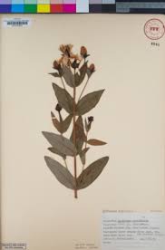 Image result for Hypericum aethiopicum