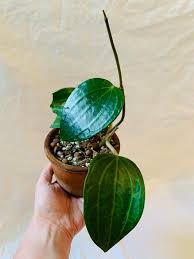 Image result for Polystachya spatella