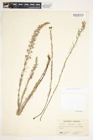 Image result for Micrargeria filiformis