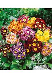 Image result for Primula x pubescens