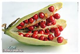 Image result for Littonia modesta