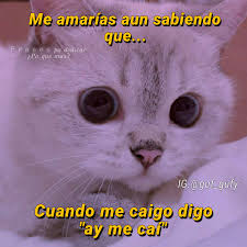 Imágenes con frases para dar los buenos días, feliz día, buen día. Gatos Gatosbonitos Gatitosesponjosos Gatosgraciosos Gatitos Gatitostiernos Gatitosconfrasesdeamor Gat En 2021 Memes Divertidos Meme Divertido Chistes Graciosos