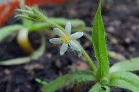 Image result for Hypoxis nyasica