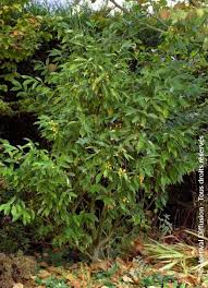 Image result for Myrianthus