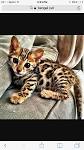 Baby Bengals - Bengal Kittens for Sale Orange County