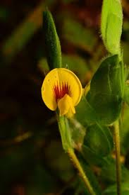 Image result for Zornia capensis