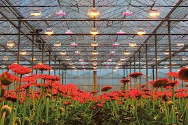So, what kind of lighting system is best compared to hid lights, leds are relative newcomers to the grower's toolbox. Plessey S Introduces Hyperion Family High Power Horticultural Led Grow Lights Led Professional Led Lighting Technology Application Magazine
