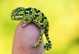Chamaleon Unsere Zwerg Reptilien Baby Chamaleon Reptilien Exotische Tiere