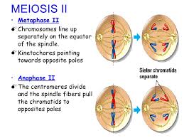 These are divided between the first time the cell divides. Lect 3 Meiosis