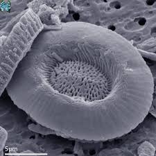 Image result for Nolletia arenosa