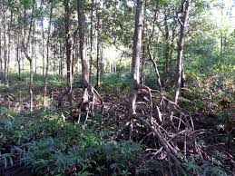 Perjalanan ke hutan simpan paya bakau matang dengan menempah penerbangan dan hotel anda di expedia untuk menikmati penjimatan yang hebat. Hutan Paya Serayanaayub