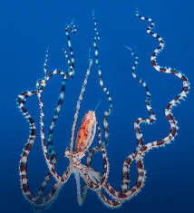 They have been observed mimicking plenty of other animals too though including stingrays, jellyfish, and starfish. Mimic Octopus Creation Com