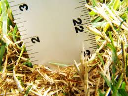 Generally, lawns prone to thatch buildup should be dethatched once a year. How To Remove Lawn Thatch Diy