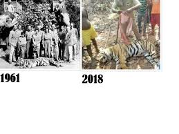 Killing continues in the Indian forests ...