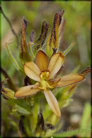 Image result for Walleria nutans