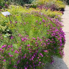 Image result for Vernonia rosenii