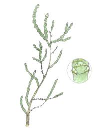 Image result for Halosarcia