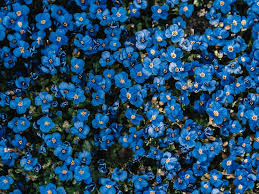 Check out this fantastic collection of blue flower wallpapers, with 51 blue flower background images for your desktop, phone or tablet. 500 Blue Flower Pictures Hd Download Free Images On Unsplash