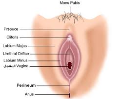 ما هو المهبل أو vagina للكبار فقط