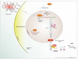 Doxycycline Wikipedia