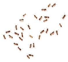 It comes with these small cardboard. Getting Rid Of Ants In A Dishwasher Thriftyfun