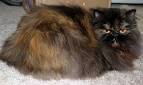 Picture Gallery of Beautiful Tortoiseshell Cats